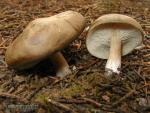 Melanoleuca cognata ( Fr)Konra&Maublanc. Hongos de Granada