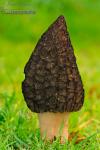 Morchella costata. Ascomycetes de Granada