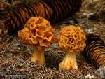 Morchella rotunfa var. palida. Ascomycetes de Granada