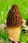 Morchella angusticeps Peck (Boudier). Ascomycetes de Granada