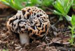 Morchella esculenta var. rotunda. Ascomycetes de Granada