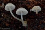 Mycena alba. Hongos de Granada