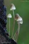 Mycena arcangeliana  Bresad. et Barzal. Hongos de Granada