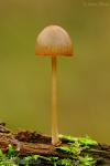 Mycena aurantiomarginata. Hongos de Granada