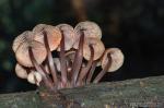 Mycena haematopus himenio