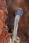 Mycena leucogala. Hongos de Granada