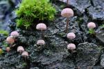 Mycena meiligena. Hongos de Granada