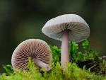  Mycena pura (Lminas y pi). Hongos de Granada