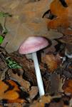 Mycena rosea. Setas de Granada.