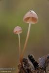 Mycena rubromarginata. Hongos de Granada