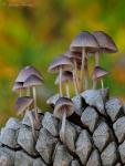 Mycena seynii Qul. Hongos de Granada