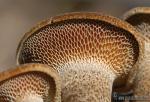 Polyporus arcularius ( Himenio).Setas de Granada