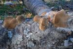 Phellinus torulosus. Hongos de Granada