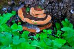 Phellinus torulosus (Pers.) Bourdot & Galzin -Aphyllophorales de Granada