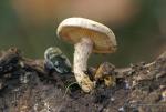 Pholiota gummosa (Lasch.: Fr.) Sing. Hongos de Granada