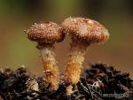 Pholiota squarrosa (Batsch) P. Kumm. Hongos de Granada