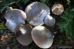 Pleurotus eringii var. ferulae. Hongos de Granada