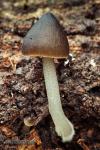 Pluteus podospileus. Hongos de Granada