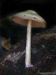 Pluteus cervinus. Hongos de Granada