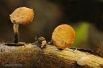 Polyporus varius ssp nummularius. Hongos de Granada