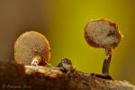 Polyporus varius. Hongos de Granada