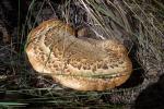 Polyporus squamosus. Setas de Granada