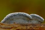 Postia caesia. Aphyllophorales de Granada