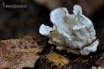 Postia stiptica y Arcyria obvelata. Hongos de Granada