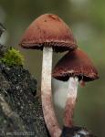 Psathyrella bipellis