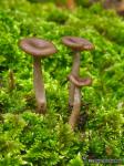 Pseudoclitocybe cyathiformis 2 . Hongos de Granada