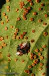 Puccinia malvacearum. Hongos de Granada