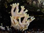 Ramaria formosa . Aphyllophorales de Granada