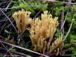 Ramaria stricta. Setas de Granada