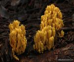 Ramaria stricta ( Pers)Quél