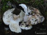 Russula delica.Setas de Granada.