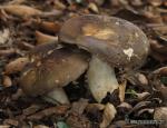 Russula cyanoxantha (Schaeff.) Fr.