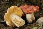 Russula rubroalba (Sing) Romagn. Setas de Granada