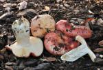 Russula rubroalba (Singer) Romagnesi. Hongos de Granada