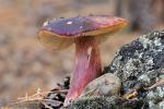 Russula torulosa Bresad