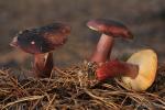 Russula torulosa. Setas de Granada