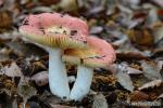 Russula maculata. Hongos de Granada