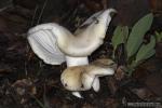 Hygrophorus eburneus