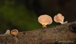 Schizophyllum comune hábitat. Setas de Granada