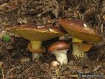 Suillus luteus . Hongos de Granada