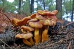 Tricholomopsis rutilans habitáts . Setas de Granada