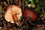 Tricholoma ustaloides.Hongos de Granada.