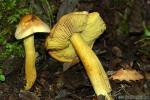 Tricholoma sulphureum ( Bull.: Fr.) Kummer