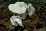 Tricholoma album var. thalliophilum. Hongos de Granada