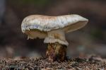 Tricholoma caligatum ( pi y lminas).Hongos de Grananda