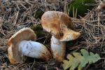 Tricholoma focale (Fr.)Ricken. Hongos de Granada